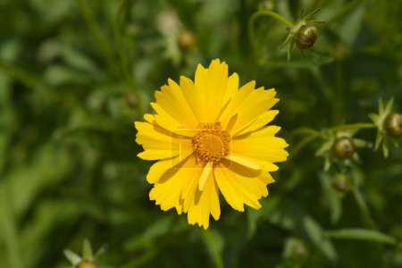 Téléchargez les photos : Tickseed Schnittgold flower - Latin name - Coreopsis grandiflora Schnittgold - en image libre de droit