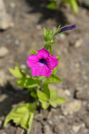 Téléchargez les photos : Pétunia violet - Nom latin - Pétunia integrifolia - en image libre de droit