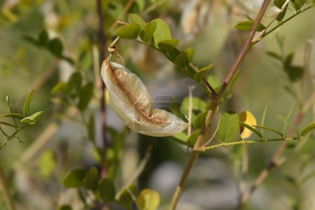 Téléchargez les photos : Branche de séné de la vessie avec gousse de graines - Nom latin - Colutea arborescens - en image libre de droit