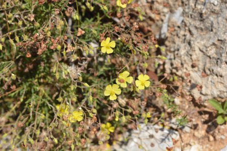 Photo for Common rockrose yellow flowers - Latin name - Helianthemum nummularium - Royalty Free Image