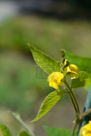 Téléchargez les photos : Black gram leaves and yellow flowers - Latin name - Vigna mungo - en image libre de droit