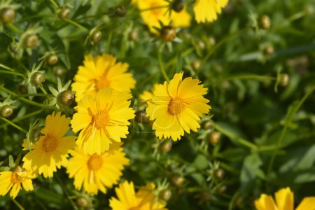 Photo for Tickseed Schnittgold flowers - Latin name - Coreopsis grandiflora Schnittgold - Royalty Free Image