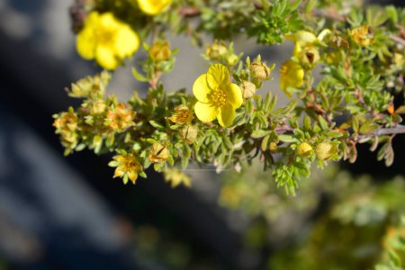 Photo for Shrubby Cinquefoil Kobold yellow flowers - Latin name - Potentilla fruticosa Koboldh - Royalty Free Image