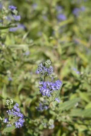 Photo for Bluebeard blue flowers - Latin name - Caryopteris x clandonensis - Royalty Free Image