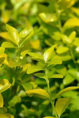Téléchargez les photos : Broche Japanes El Dorado feuilles - Nom latin - Euonymus japonicus El Dorado - en image libre de droit