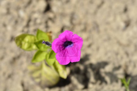 Téléchargez les photos : Pétunia violet - Nom latin - Pétunia integrifolia - en image libre de droit