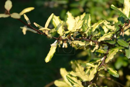 Variegata Oleaster branch with flowers - Latin name - Elaeagnus x submacrophylla Variegata