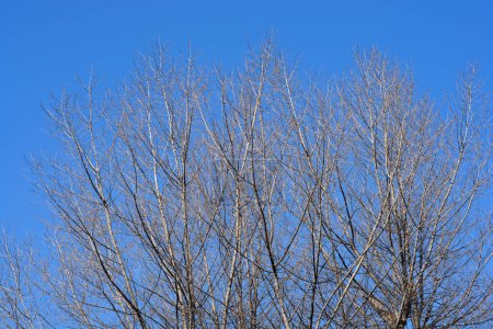 Foto de Álamo canadiense en invierno contra el cielo azul - Nombre latino - Populus x canadensis - Imagen libre de derechos