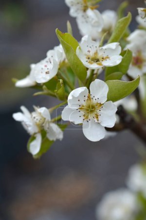 Photo for Pear tree Williams branch with flowers - Latin name - Pyrus communis Williams - Royalty Free Image