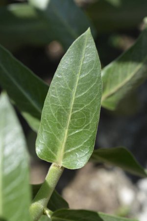 Foto de Hoja de arbusto de algodón de hoja ancha - Nombre latino - Gomphocarpus cancellatus - Imagen libre de derechos