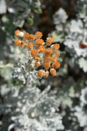 Photo for Silver ragwort seed heads - Latin name - Jacobaea maritima - Royalty Free Image