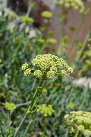 Photo for Sea fennel flower - Latin name - Crithmum maritimum - Royalty Free Image