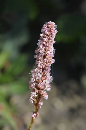 Foto de Flor de lana - Nombre en latín - Persicaria affinis - Imagen libre de derechos