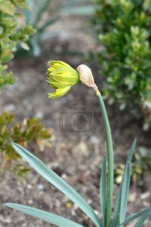 Photo for Double Daffodil Rip van Winkle flower bud - Latin name - Narcissus Rip van Winkle - Royalty Free Image