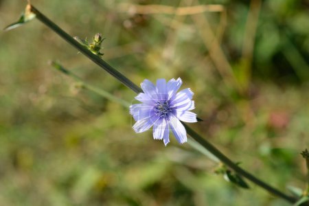 Photo for Wild chicory flower - Latin name - Cichorium intybus - Royalty Free Image
