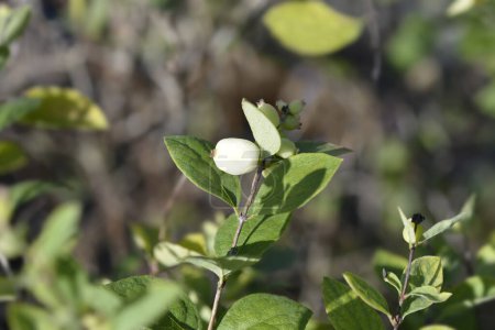 Photo for Snowberry White Hedge branch with berries - Latin name - Symphoricarpos x doorenbosii White Hedge - Royalty Free Image