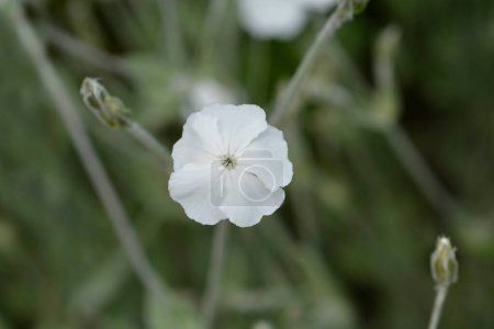 Photo for White Rose campion flower - Latin name - Silene coronaria Alba - Royalty Free Image
