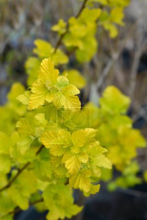 Téléchargez les photos : Ninebark Angel Gold leaves - Nom latin - Physocarpus opulifolius Angel Gold - en image libre de droit