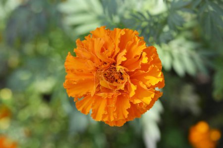 Téléchargez les photos : Souci africain Kees Orange Flower - Nom latin - Tagetes erecta Kees Orange - en image libre de droit