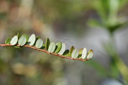 Foto de Rama de arándanos Stevens con hojas - Nombre latino - Vaccinium macrocarpon Stevens - Imagen libre de derechos