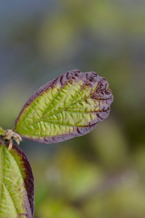 Photo for Parottia Persian Spire leaves - Latin name - Parrotia persica Persian Spire - Royalty Free Image