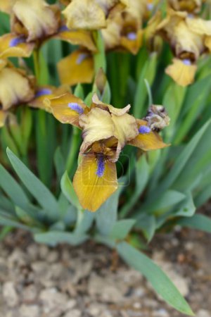 Téléchargez les photos : Standard nain barbu Iris pain d'épice homme fleurs - Nom latin - Iris pain d'épice homme - en image libre de droit