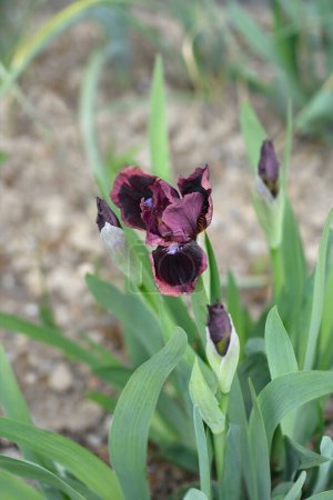Téléchargez les photos : Nain standard iris barbu fleurs oeil de chat - Nom latin - Iris oeil de chat - en image libre de droit