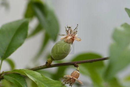 Téléchargez les photos : Branche d'amande aux nouveaux fruits - Nom latin - Prunus dulcis - en image libre de droit