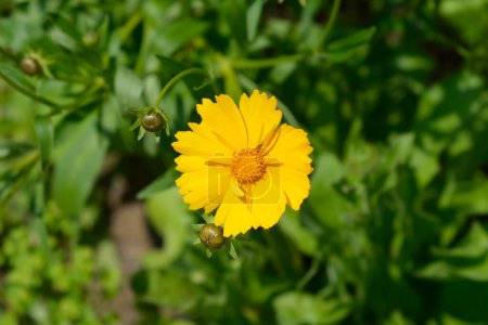 Photo for Tickseed Schnittgold flower - Latin name - Coreopsis grandiflora Schnittgold - Royalty Free Image