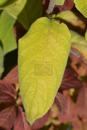 Téléchargez les photos : Feuille d'hortensia scabre à grandes feuilles - Nom latin - Hydrangea aspera Macrophylla - en image libre de droit