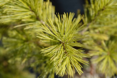 Téléchargez les photos : Branche de pin blanc de l'Est - Nom latin - Pinus strobus Minima - en image libre de droit