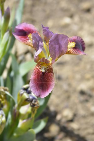 Téléchargez les photos : Standard nain barbu Iris Little Rosy Wings fleur - Nom latin - Iris Little Rosy Wings - en image libre de droit