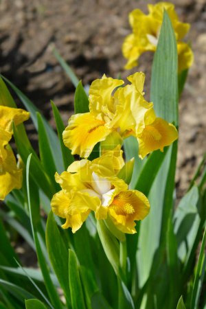 Téléchargez les photos : Lapins barbus standard Iris Foot flowers - Nom latin - Iris Rabbits Foot - en image libre de droit