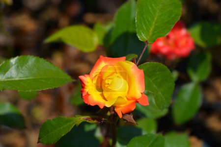 Téléchargez les photos : Rose Punch fleur orange et jaune - Nom latin - Rosa polyantha Punch - en image libre de droit