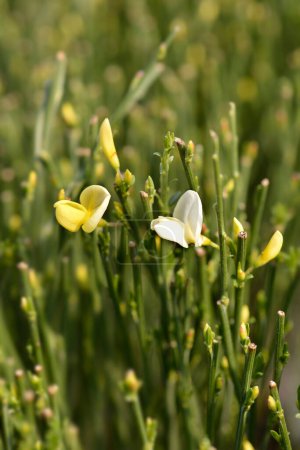 Photo for Broom yellow and white flowers - Latin name - Cytisus x praecox - Royalty Free Image
