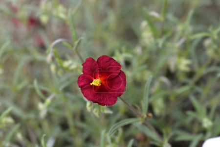 Photo for Rockrose Red Orient flower - Latin name - Helianthemum nummularium Red Orient - Royalty Free Image