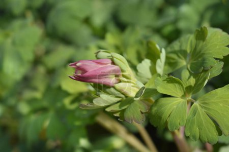 Photo for Common columbine flower bud - Latin name - Aquilegia vulgaris - Royalty Free Image