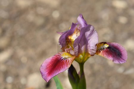 Téléchargez les photos : Standard nain barbu Iris Little Rosy Wings fleur - Nom latin - Iris Little Rosy Wings - en image libre de droit