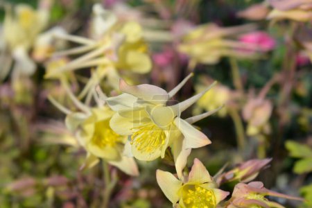 Photo for Common columbine flower - Latin name - Aquilegia vulgaris - Royalty Free Image