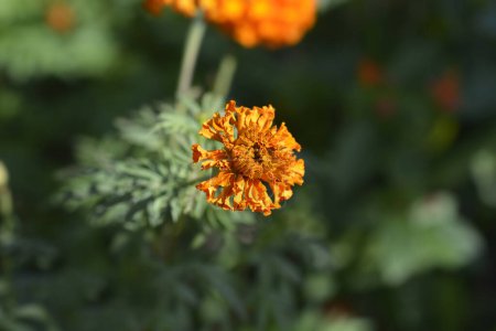 Téléchargez les photos : Souci africain Kees Orange Flower - Nom latin - Tagetes erecta Kees Orange - en image libre de droit