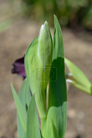 Téléchargez les photos : Standard Nain barbu Iris Kalicis bourgeon de fleur noir - Nom latin - Iris Kalicis Noir - en image libre de droit
