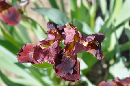 Téléchargez les photos : Fleur barbu standard Iris Mala Bruneta - Nom latin - Iris Mala Bruneta - en image libre de droit