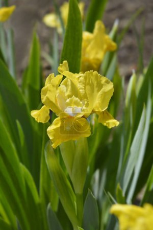 Téléchargez les photos : Lapins barbus standard Iris Fleur de pied - Nom latin - Iris Rabbits Foot - en image libre de droit
