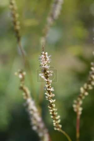 Téléchargez les photos : Toison de montagne Alba fleurs - Nom latin - Bistorta amplexicaulis Alba - en image libre de droit