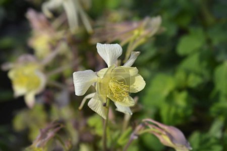 Photo for Common columbine flower - Latin name - Aquilegia vulgaris - Royalty Free Image