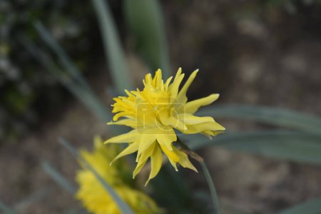 Photo for Double Daffodil Rip van Winkle flower - Latin name - Narcissus Rip van Winkle - Royalty Free Image