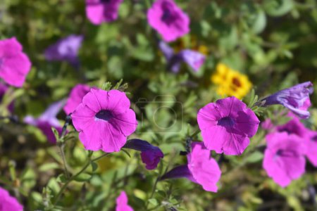 Téléchargez les photos : Fleurs de pétunia violet - Nom latin - Petunia integrifolia - en image libre de droit