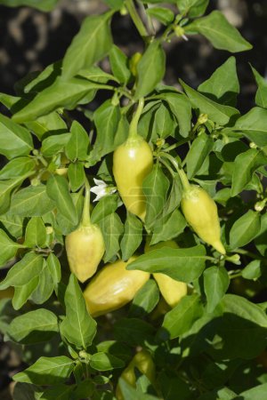 Photo for Bird pepper fruit and leaves - Latin name - Capsicum baccatum Jami - Royalty Free Image