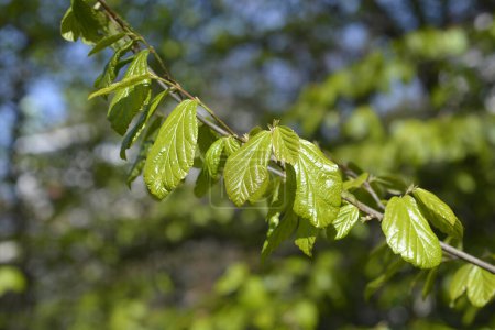 Foto de Rama de madera de hierro persa con hojas verdes - Nombre latino - Parrotia persica - Imagen libre de derechos