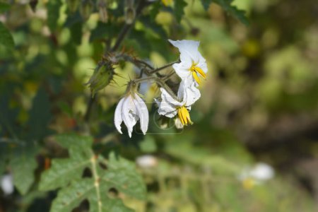Photo for Sticky nightshade flowers - Latin name - Solanum sisymbriifolium - Royalty Free Image